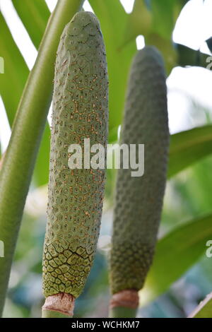 Breadfruit on a fruit salad plant Monstera deliciosa outdoor Stock Photo