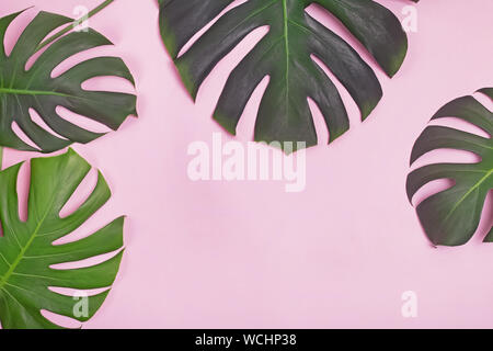 Natural monstera leaves on the pink background top view. Tropic frame Stock Photo