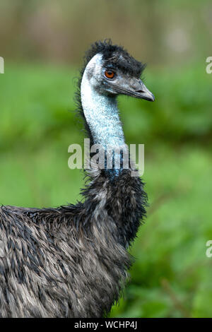 Emu (Dromalus novaehollandiae) Stock Photo