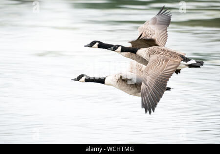 canada geese flying closeup Stock Photo