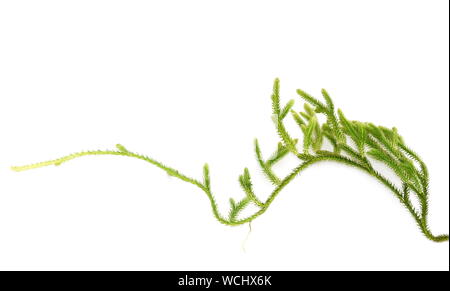 Creeping cedar Lycopodium clavatum isolated on white background Stock Photo