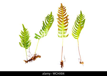 The fern Common polypody Polypodium vulgare isolated on white background Stock Photo