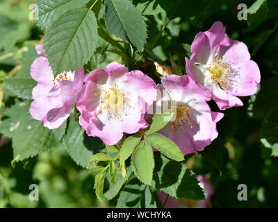 Dog rose, Rosa canina, flowering wild climbing plant with pink and ...