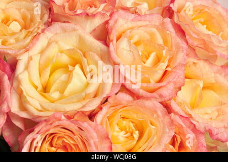 Bouquet of orange roses Stock Photo