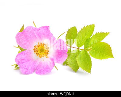 Dog-rose Rosa canina isolated on white background Stock Photo