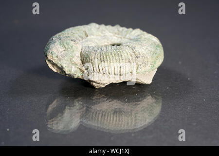 The ammonites are an extinct subgroup of cephalopods. Stock Photo