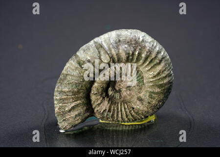 The ammonites are an extinct subgroup of cephalopods. Stock Photo