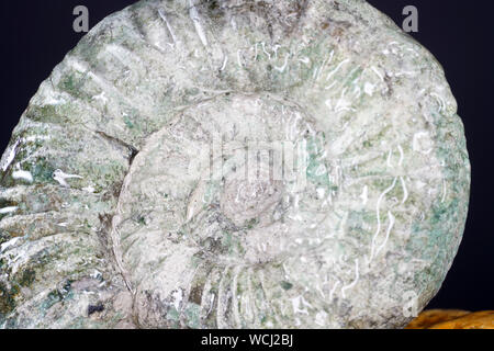 The ammonites are an extinct subgroup of cephalopods. Stock Photo