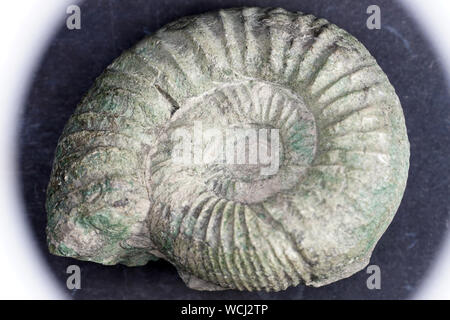 The ammonites are an extinct subgroup of cephalopods. Stock Photo