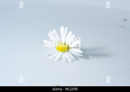 Perennial Daisy, Small-sized, Thousand-Tiny, Pale-silvered or Swiss Margritli, is a species within the daisy family. Since Daisy grows on Stock Photo