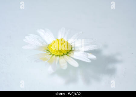 Perennial Daisy, Small-sized, Thousand-Tiny, Pale-silvered or Swiss Margritli, is a species within the daisy family. Since Daisy grows on Stock Photo