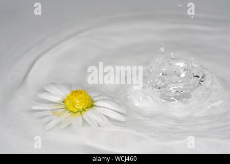 Perennial Daisy, Small-sized, Thousand-Tiny, Pale-silvered or Swiss Margritli, is a species within the daisy family. Since Daisy grows on Stock Photo