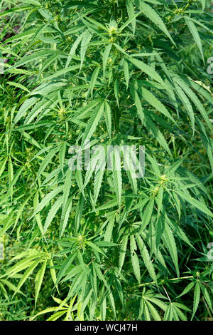 Marijuana. Cannabis sativa. Stock Photo