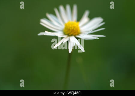 Perennial Daisy, Small-sized, Thousand-Tiny, Pale-silvered or Swiss Margritli, is a species within the daisy family. Since Daisy grows on Stock Photo