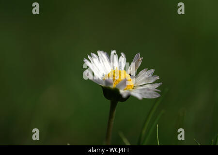 Perennial Daisy, Small-sized, Thousand-Tiny, Pale-silvered or Swiss Margritli, is a species within the daisy family. Since Daisy grows on Stock Photo