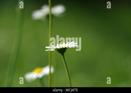 Perennial Daisy, Small-sized, Thousand-Tiny, Pale-silvered or Swiss Margritli, is a species within the daisy family. Since Daisy grows on Stock Photo