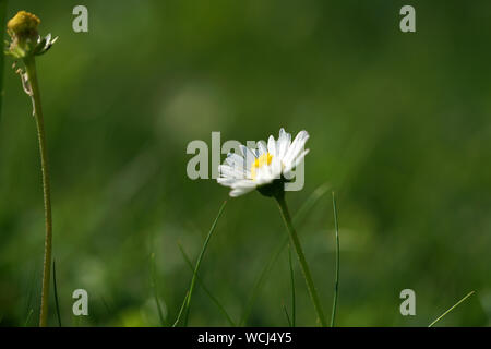 Perennial Daisy, Small-sized, Thousand-Tiny, Pale-silvered or Swiss Margritli, is a species within the daisy family. Since Daisy grows on Stock Photo
