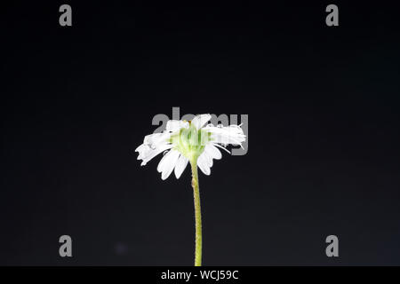Perennial Daisy, Small-sized, Thousand-Tiny, Pale-silvered or Swiss Margritli, is a species within the daisy family. Since Daisy grows on Stock Photo
