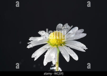 Perennial Daisy, Small-sized, Thousand-Tiny, Pale-silvered or Swiss Margritli, is a species within the daisy family. Since Daisy grows on Stock Photo