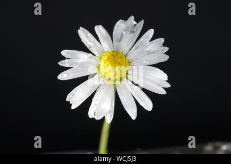 Perennial Daisy, Small-sized, Thousand-Tiny, Pale-silvered or Swiss Margritli, is a species within the daisy family. Since Daisy grows on Stock Photo