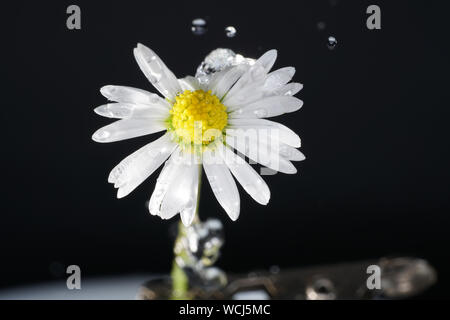 Perennial Daisy, Small-sized, Thousand-Tiny, Pale-silvered or Swiss Margritli, is a species within the daisy family. Since Daisy grows on Stock Photo