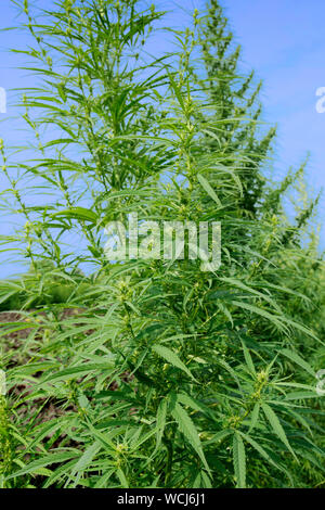 Marijuana. Cannabis sativa. Stock Photo