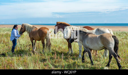 Gibraltar Point, Skegness, Lincolnshire, UK.  28th August 2019.   Grace Troup leads her Highland Ponies named Grouse, Spitfire, Talisman, Wotsit and Basil who live on the Lincolnshire Wildlife Trust’s coastal Gibraltar Point National Nature Reserve where they aid the habitat of many species across the reserve with conservation grazing.   Credit: Matt Limb OBE/Alamy Live News Stock Photo