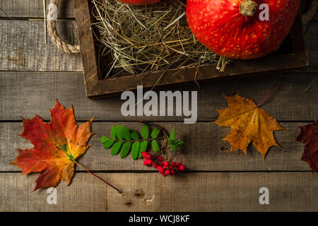 Top view of two small autumn pumpkins, maple leaves, and branch of rowan berries on wooden rustic background. Closeup view, top down, horizontal orien Stock Photo