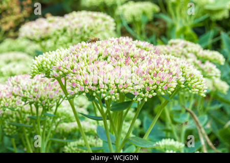 Inflorescent Butterfly stonecrop or Hylotelephium spectabile closeup Stock Photo