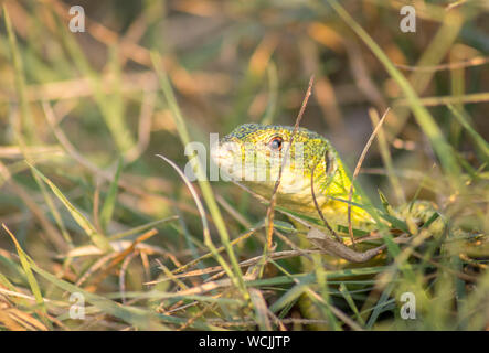 Close up of a Balkan green lizard (Lacerta trilineata) basking under the sun. Stock Photo