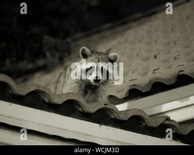 Scared Raccoon On A Roof Stock Photo 311482194 Alamy