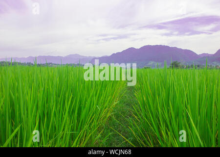 Green rice filed growth nature background with blue sky mountain nature landscape Stock Photo