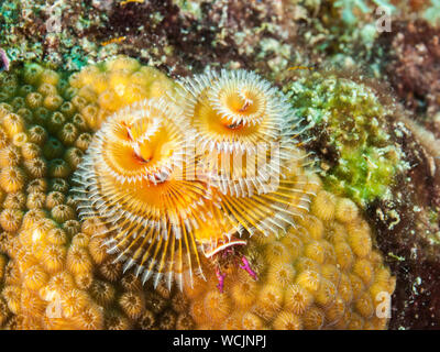 Colorful Christmas Tree Worm, Spirobranchus giganteus, Caribbean Sea, los Roques. UNDERWATER Stock Photo