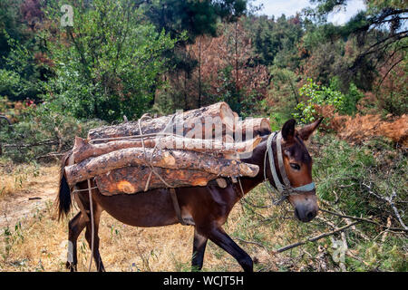 horse carry the cut down tree trunks in the suburban forest of Thessaloniki Stock Photo