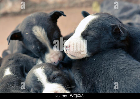 poor puppies sleeping on each other. Domestic, poor, black, dirty. Stock Photo