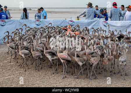 August 18, 2019 - Ria Lagartos, Yucatan, Mexico: During 2019 flamingo banding held by National Commission of Protected Natural Areas (ComisiÃ³n Nacional de Ãreas Naturales Protegidas, or 'CONANP') in conjunction with Pedro and Elena HernÃ¡ndez Foundation at Ria Lagartos Biosphere Reserve in Rio Lagartos, Yucatan, Mexico Romeo Guzman/CSM Stock Photo