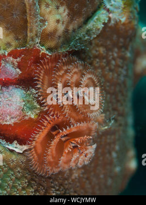 Colorful Christmas Tree Worm, Spirobranchus giganteus, Caribbean Sea, los Roques. UNDERWATER Stock Photo