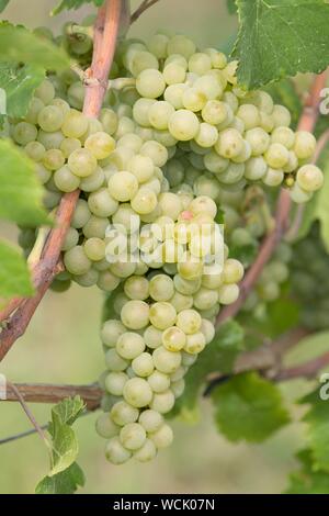 28 August 2019, Saxony, Meißen: Grapes hang on a vine on the Ratsweinberg on the edge of the official beginning of the grape harvest of the Saxon winegrowers' cooperative. The approximately 1,500 winegrowers of the Winzergenossenschaft start the grape harvest with the Müller-Thurgau variety. Photo: Sebastian Kahnert/dpa-Zentralbild/dpa Stock Photo