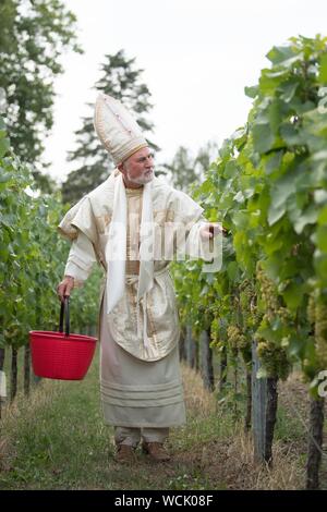 28 August 2019, Saxony, Meißen: The winegrower Dietmar Franke stands on the occasion of the official beginning of the grape harvest of the Saxon winegrower cooperative in a bishop costume on the Ratsweinberg. The approximately 1,500 winegrowers of the Winzergenossenschaft start the grape harvest with the Müller-Thurgau variety. Photo: Sebastian Kahnert/dpa-Zentralbild/dpa Stock Photo