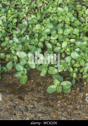 Brooklime / Veronica beccabunga foliage growing in a freshwater stream. Foraged and survival food containing Vitamin C. Once used in herbal remedies. Stock Photo