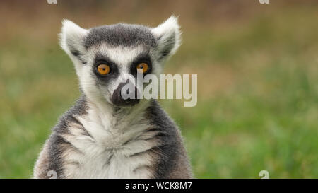 Lemur portrait, frontal isolated Stock Photo
