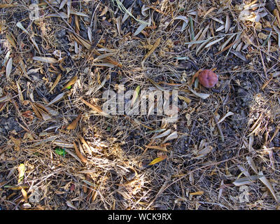 Fallen leaves under trees, ground close up. Stock Photo