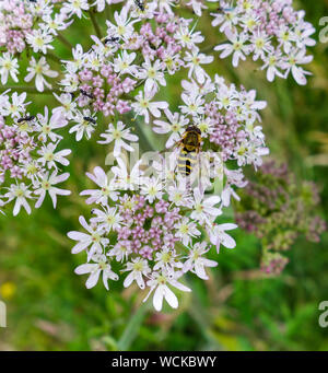 A Hoverfly (Syrphus ribesii) or Flower Fly on the white wild Angelica flowers (Angelica sylvestris), Staffordshire, England, UK Stock Photo