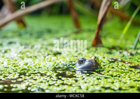 a frog in a British garden pond Stock Photo