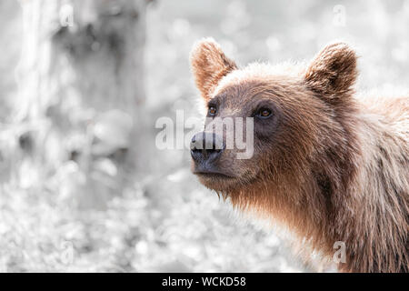 Grizzly Bear close-up of head looking towards camera, Ursus arctos horribilis, Brown Bear, North American, Canada,