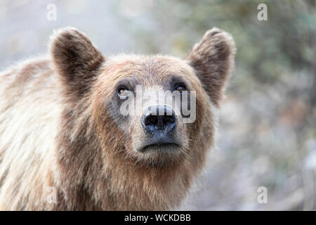 Grizzly Bear close-up of head looking towards camera, Ursus arctos horribilis, Brown Bear, North American, Canada,