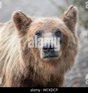 Grizzly Bear close-up of head looking towards camera, Ursus arctos horribilis, Brown Bear, North American, Canada,