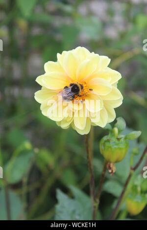 Wasp, bee,honeybee or Hoverfly collecting nectar from flower in Knottingley West Yorkshire Britain,UK Stock Photo