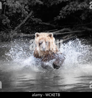 Grizzly Bear splashing in the Nakina River hunting for Salmon, Ursus arctos horribilis, Brown Bear, North American, Canada, Stock Photo