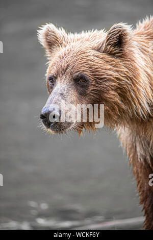 Grizzly Bear, Ursus arctos horribilis, Brown Bear, North American, Canada, Stock Photo